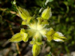 Aspalathus aspalathoides heads